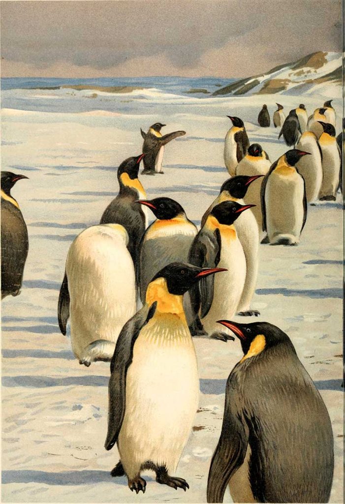 Emperor Penguins Illustration