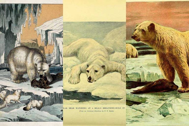 20 Cool Vintage Polar Bear Art Prints Free To Download