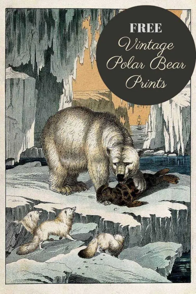 polar bear illustration