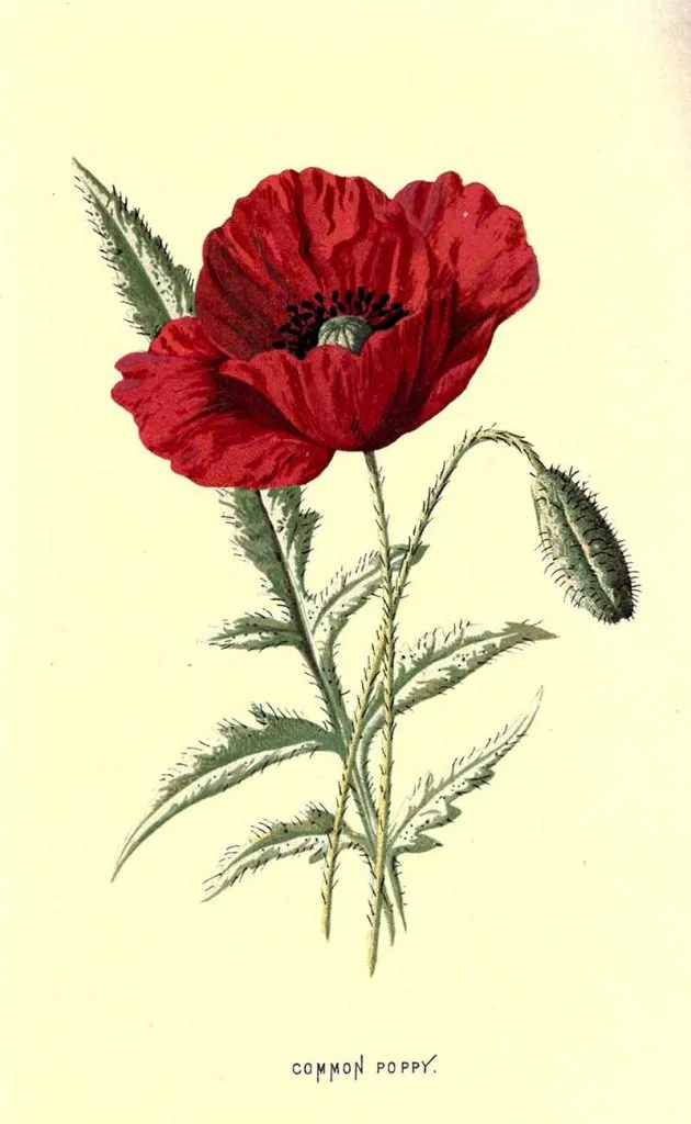 common poppy