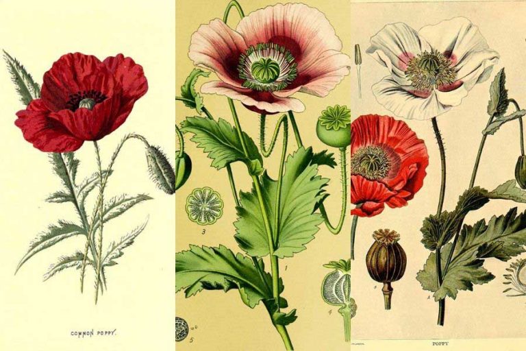 Free Vintage Poppy Pictures To Print & Download