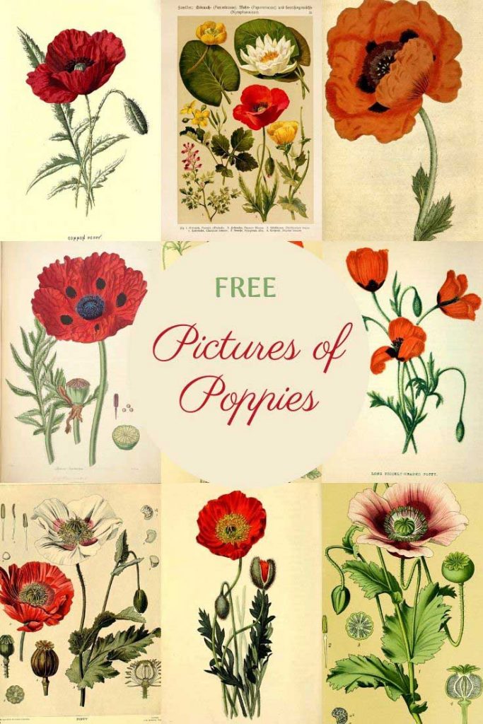 Free Vintage Poppy Pictures To Print &amp; Download - Picture Box Blue