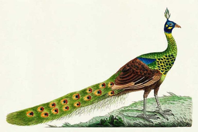 A Visual Aviary: George Shaw’s Naturalist Bird Prints - In The Public Domain