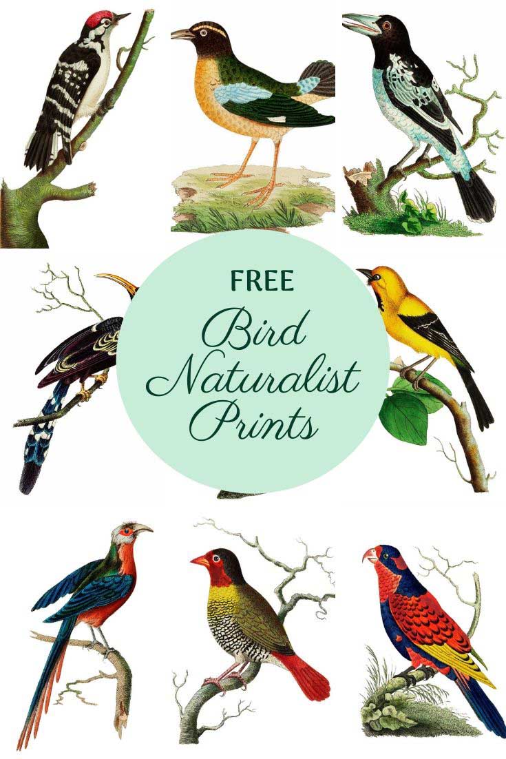 Vintage bird naturalist prints
