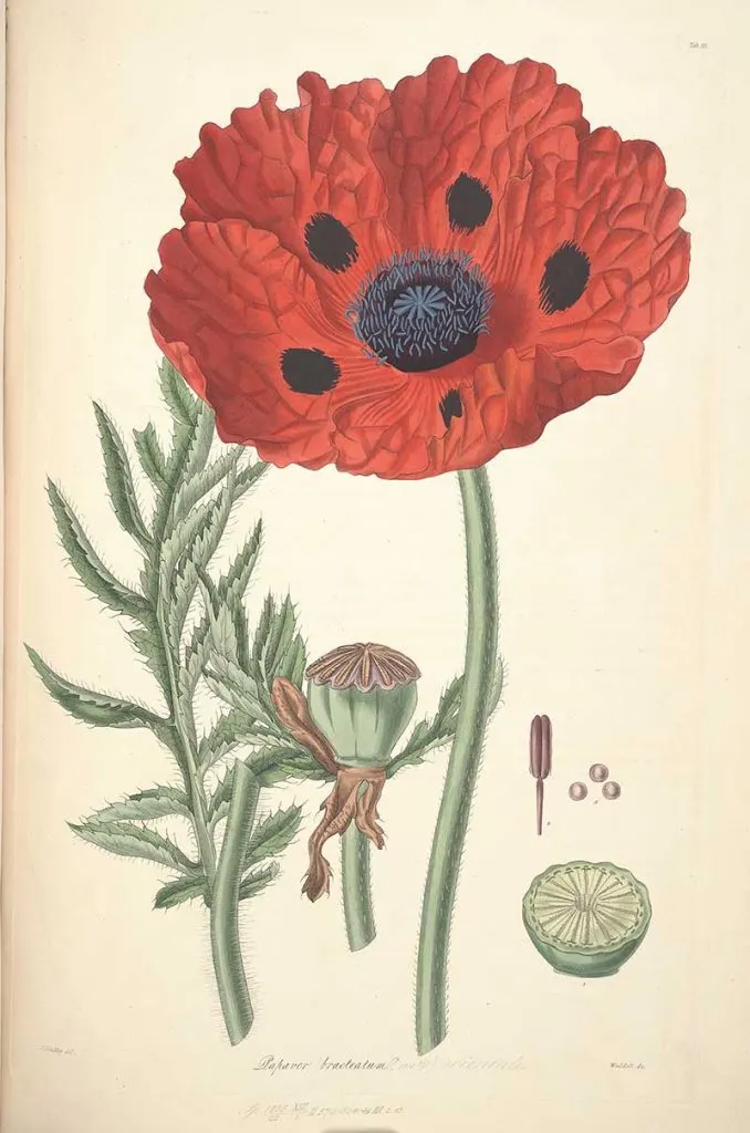 Great scarlet poppy picture