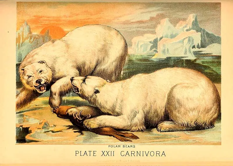 two aggressive polar bears