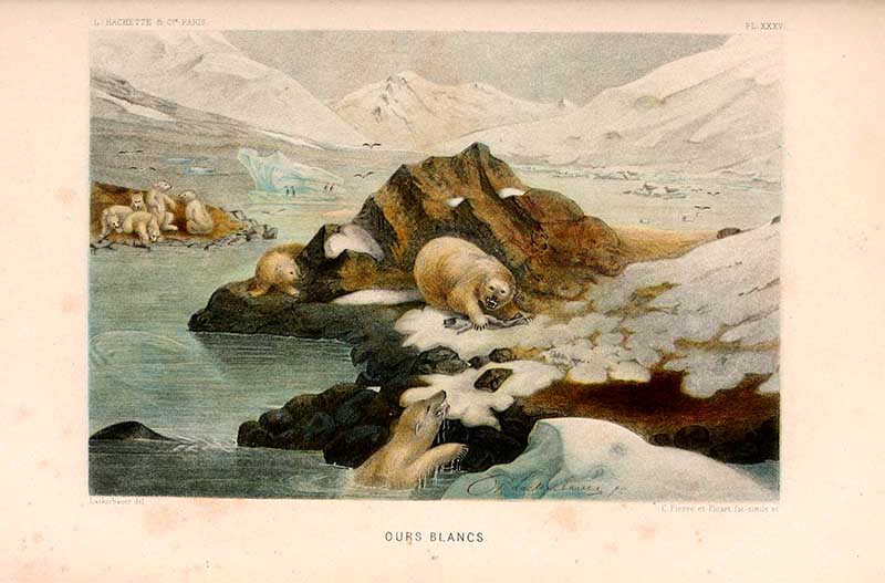 vintage polar bear print