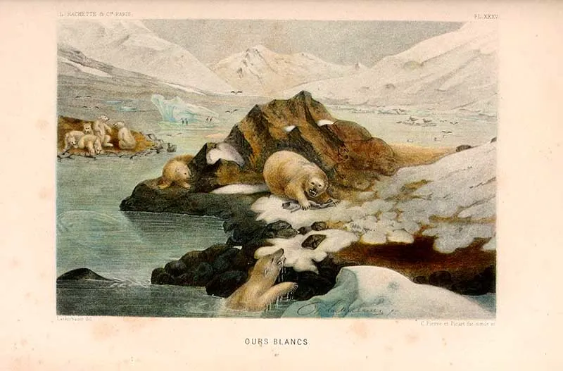 vintage polar bear print