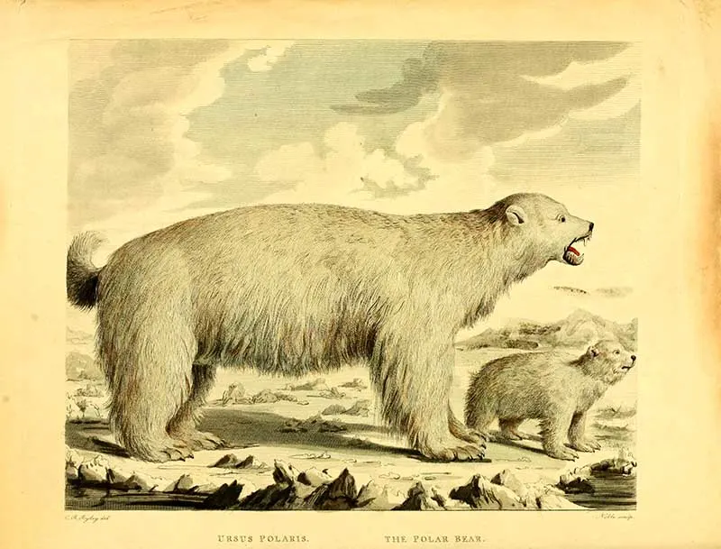 vintage illustration of polar bear and cub