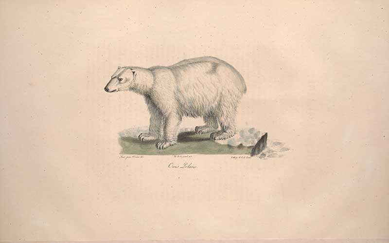 Polar Bear print