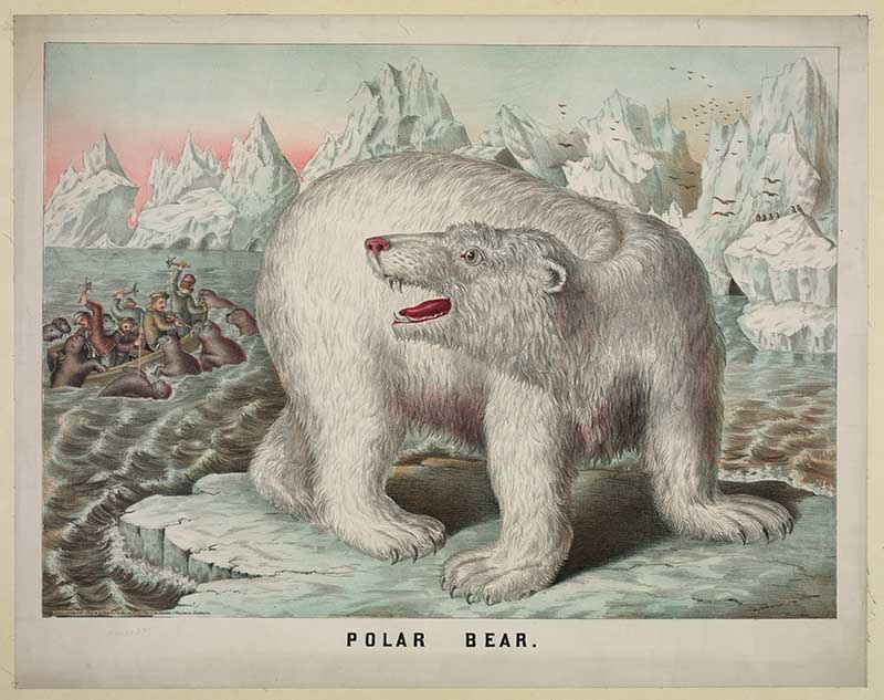 Polar bear hunt