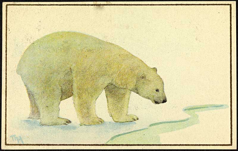 Polar bear at ice hole