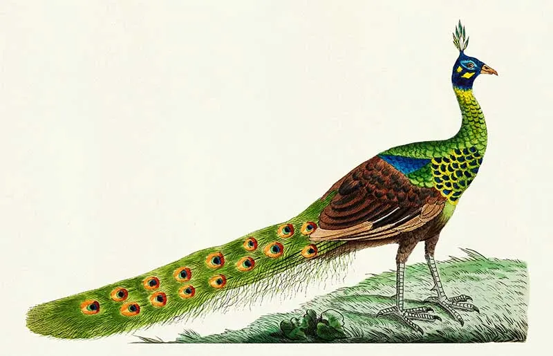 Spike-crested peacock illustration from The Naturalist's Mis
