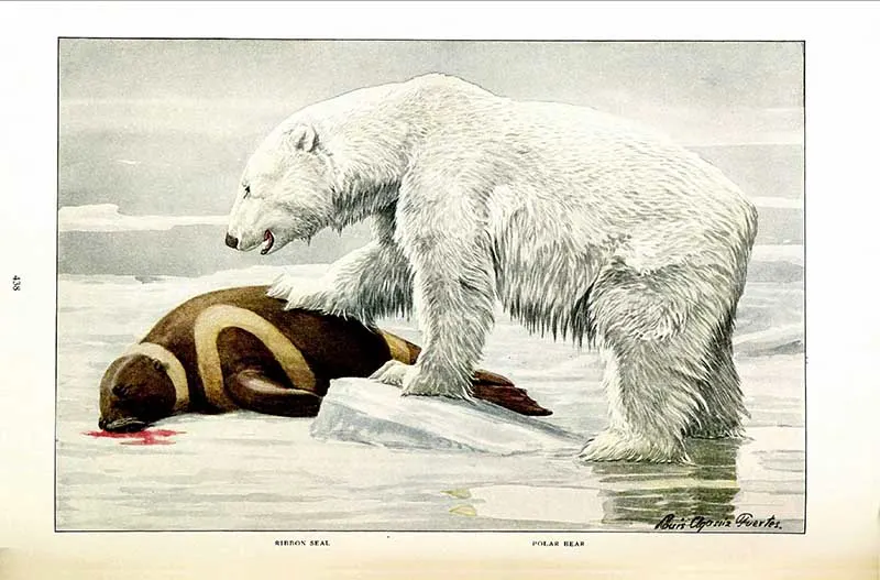 polar bear art print