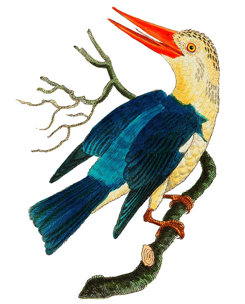 White-headed Kingfisher or Blue-green Kingfisher illustration