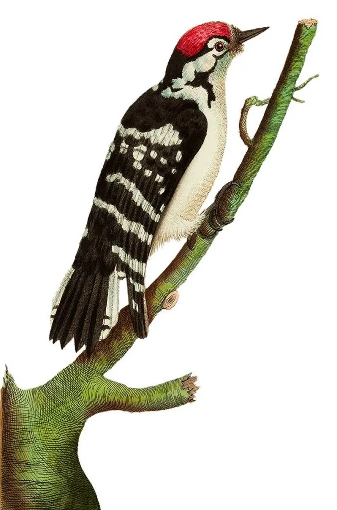 Lesser spotted woodpecker illustration from The Naturalist's