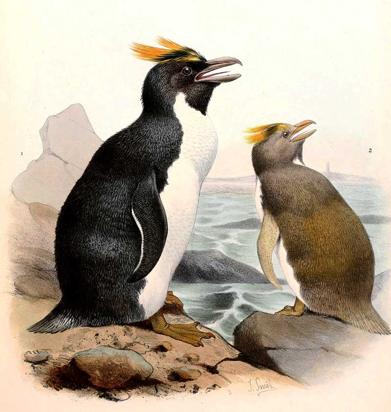Marconi penguins illustraitons