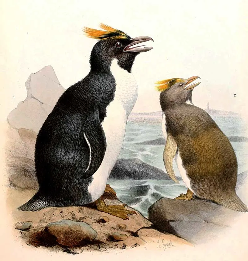 Marconi penguins illustraitons