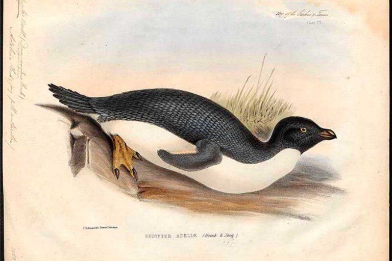 A Cool Collection Of Free Vintage Penguin Illustrations