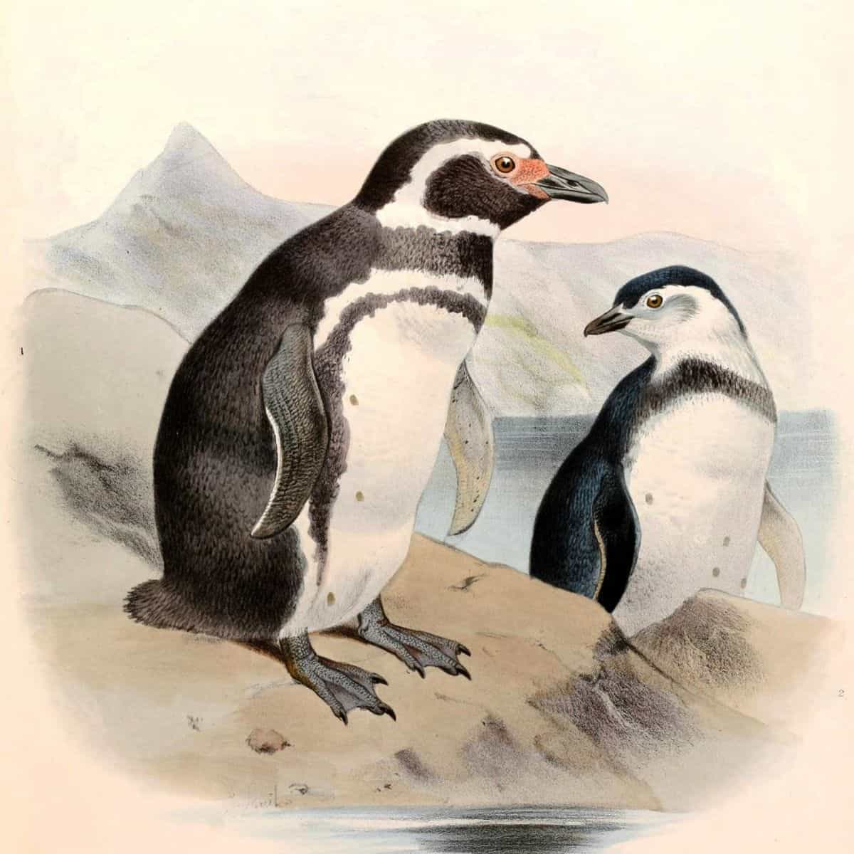 Penguin prints feature