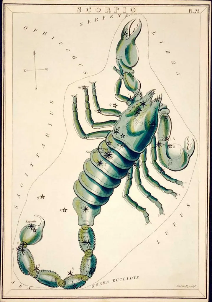 Scorpio Zodiac illustriation