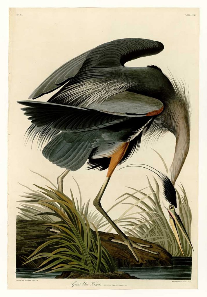 Great Blue Heron Audubon free print