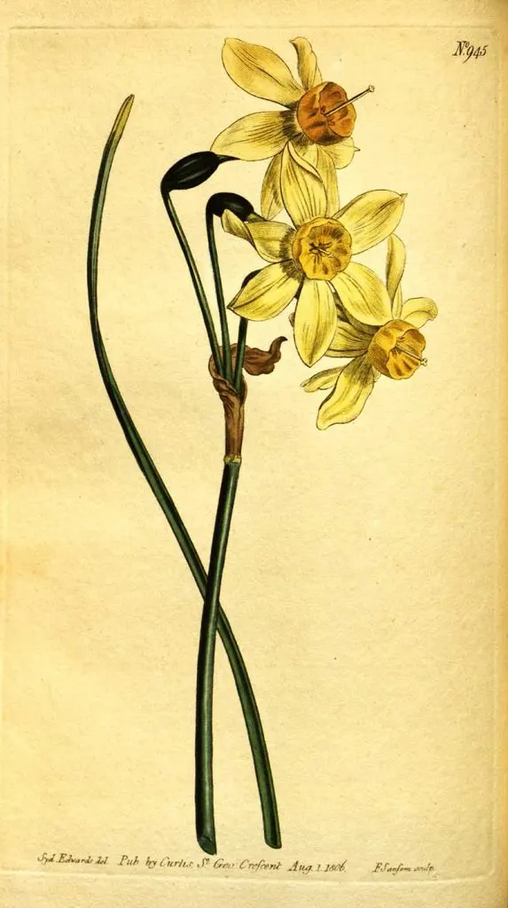vintage daffodil painting