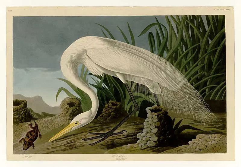 Great White heron Audubon