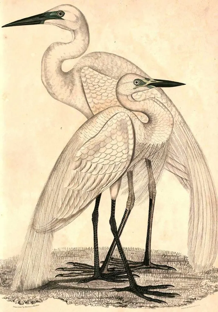 Great egrets painting