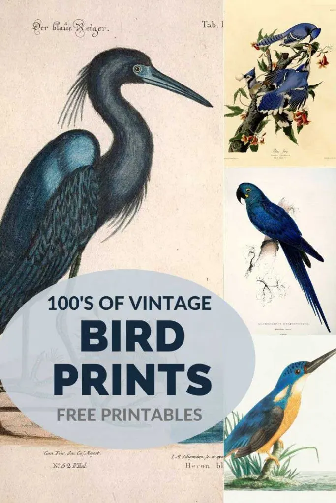 Free vintage bird paintings