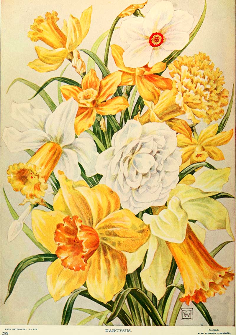 assorted narcissus