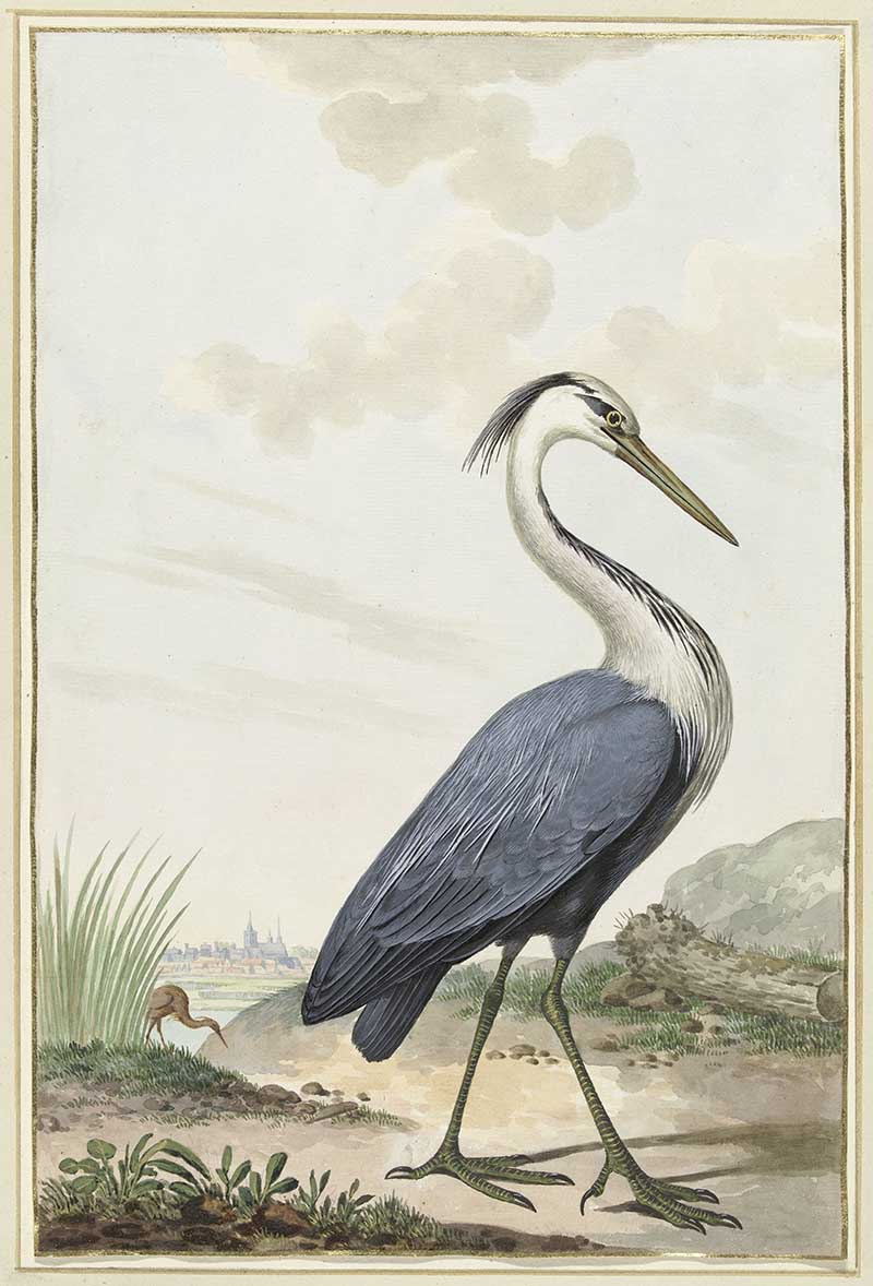 Blue Heron vintage art print to download