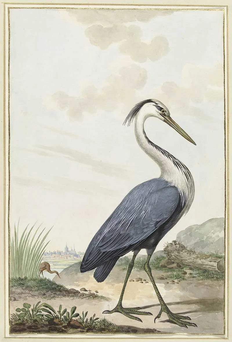 Blue Heron vintage art print to download