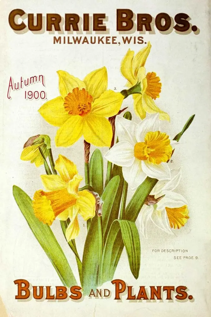 Daffodil seed packet