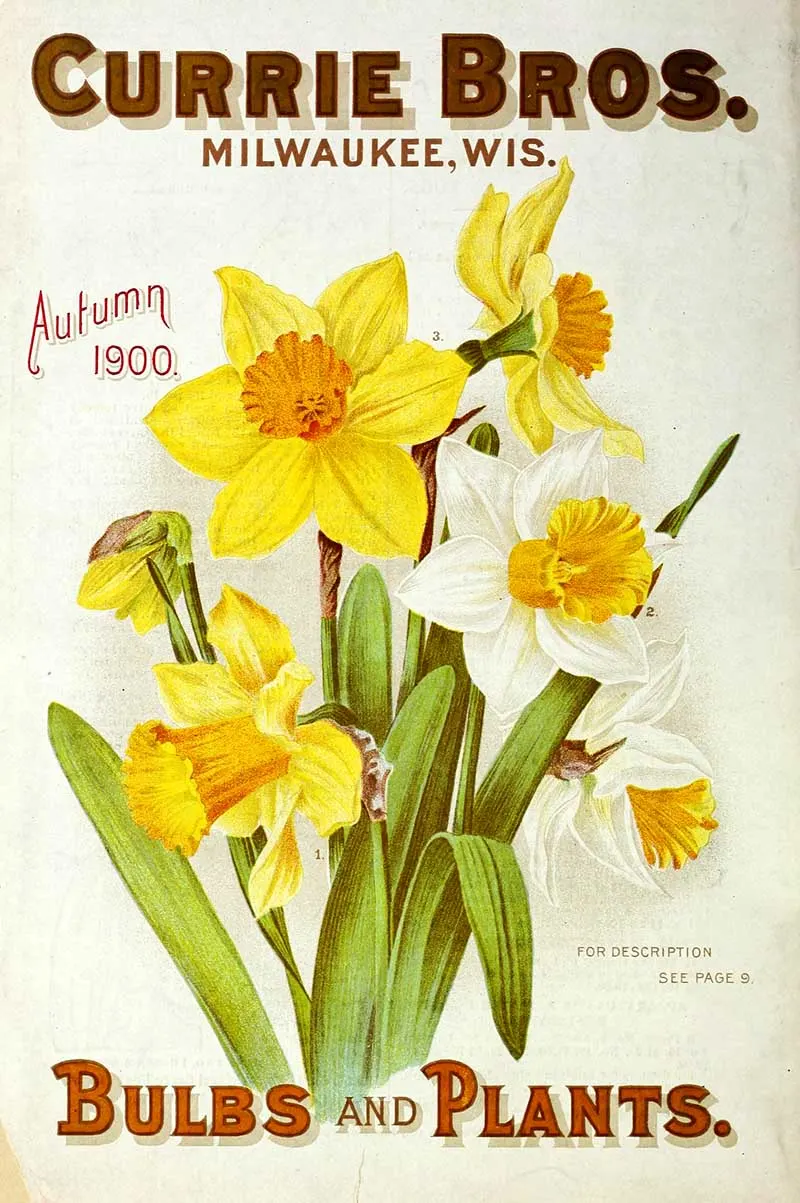 Daffodil seed packet