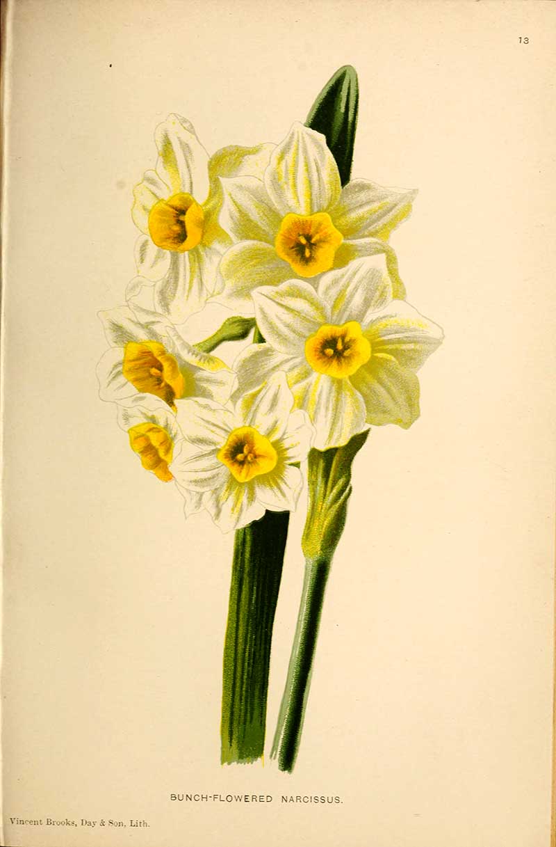 bunch of daffodil flowers
