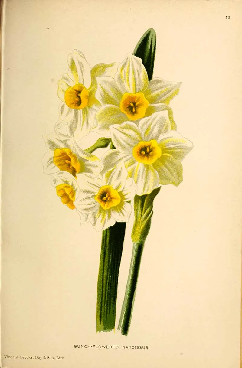 bunch of daffodil flowers