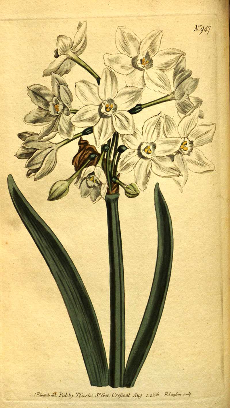 paperwhite daffodils