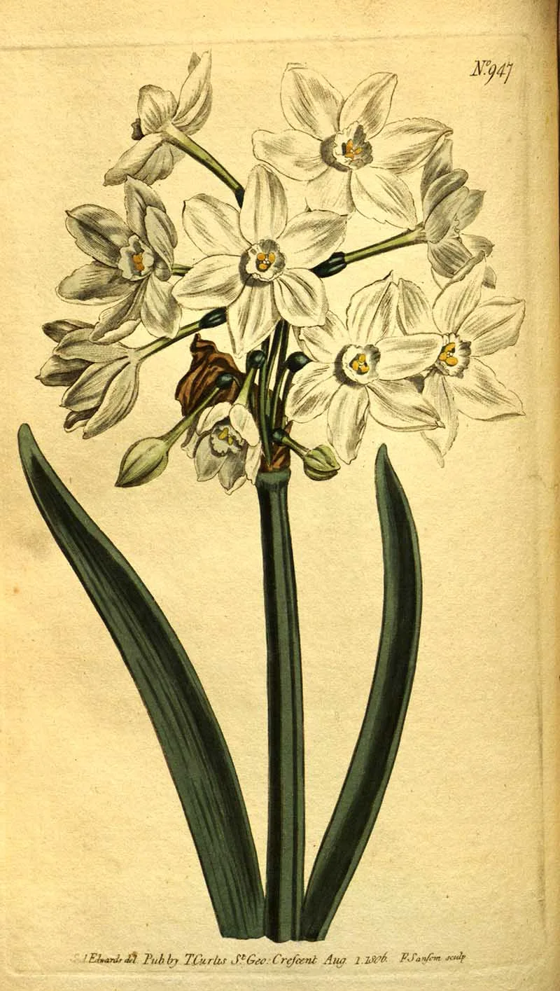 paperwhite daffodils