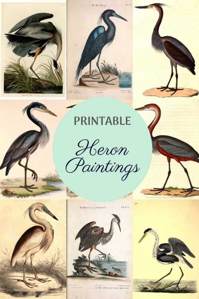 free vintage heron paintings