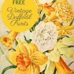 vintage daffodil flower paintings