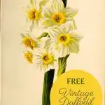 vintage daffodil flower paintings