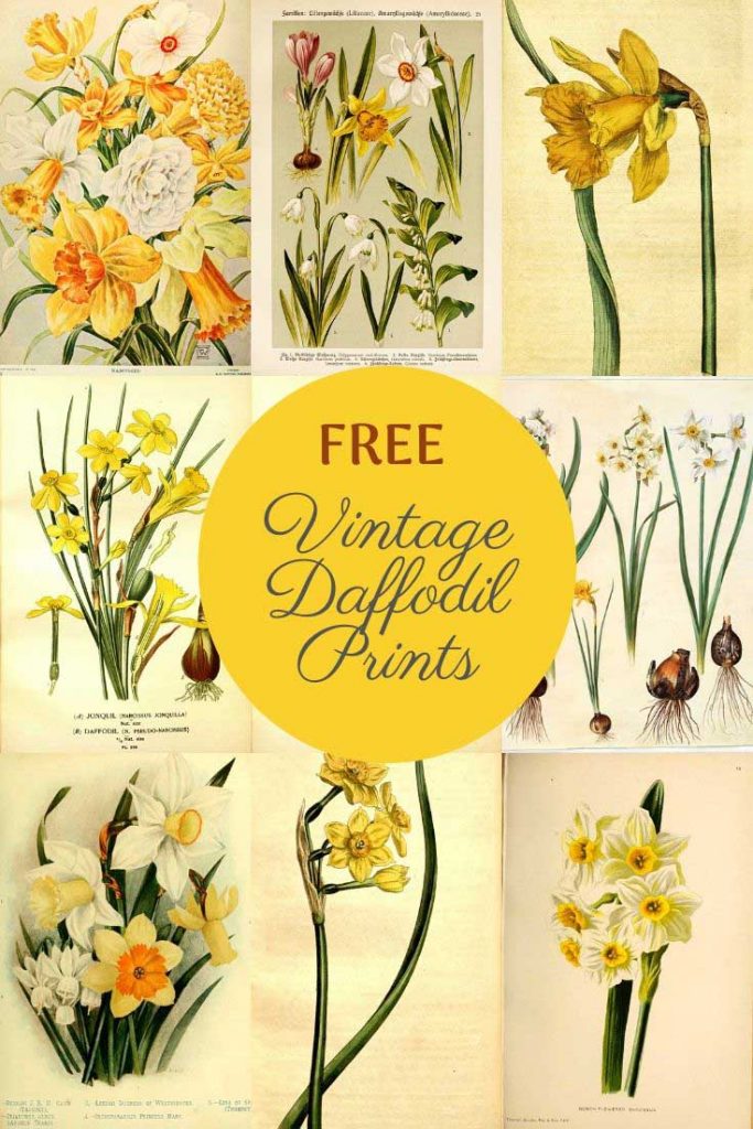 vintage daffodil flower drawings