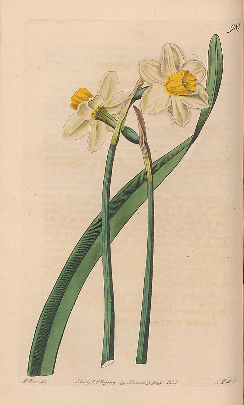 Narcissus Maclcaii Edwrads Botanical Register