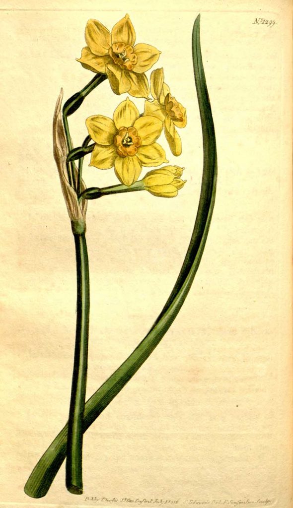 Curtis Botanical daffodil