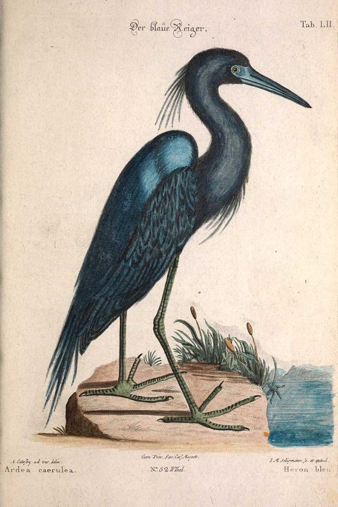Mark Catesby Blue Heron