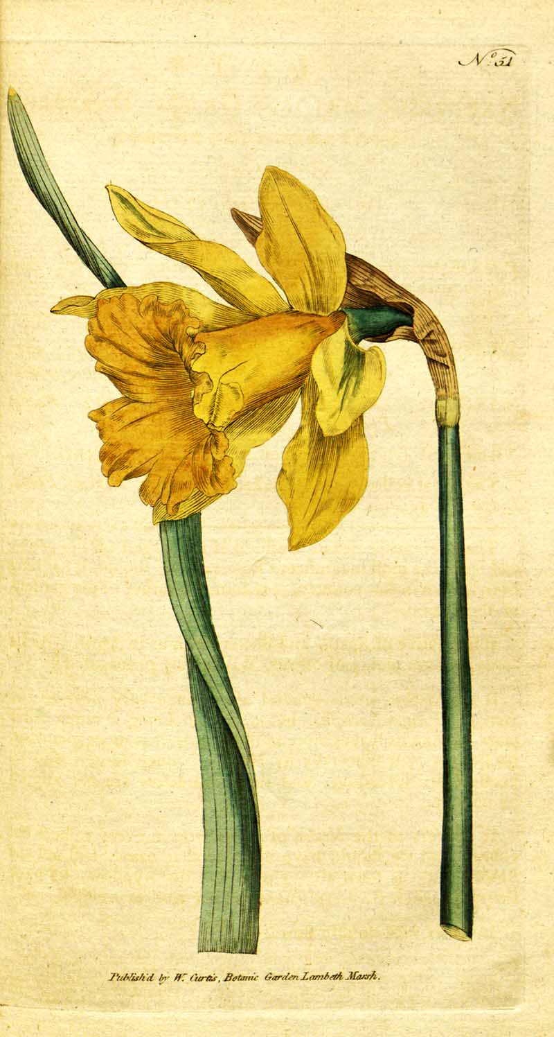 Spanish Daffodil