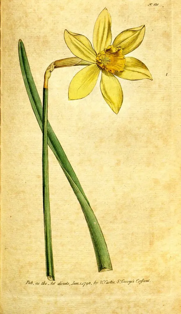 Yellow daffodil drawing