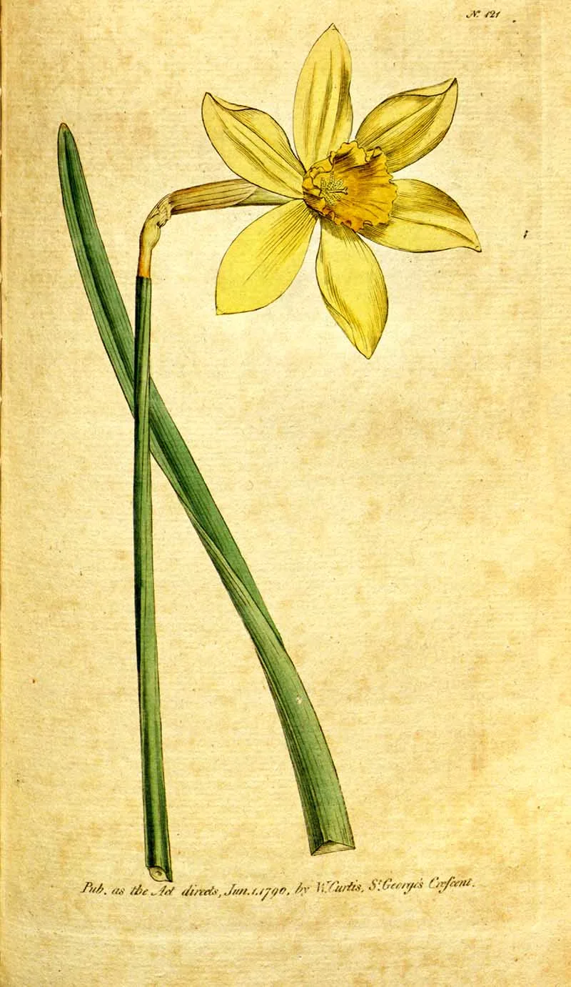 Yellow daffodil drawing