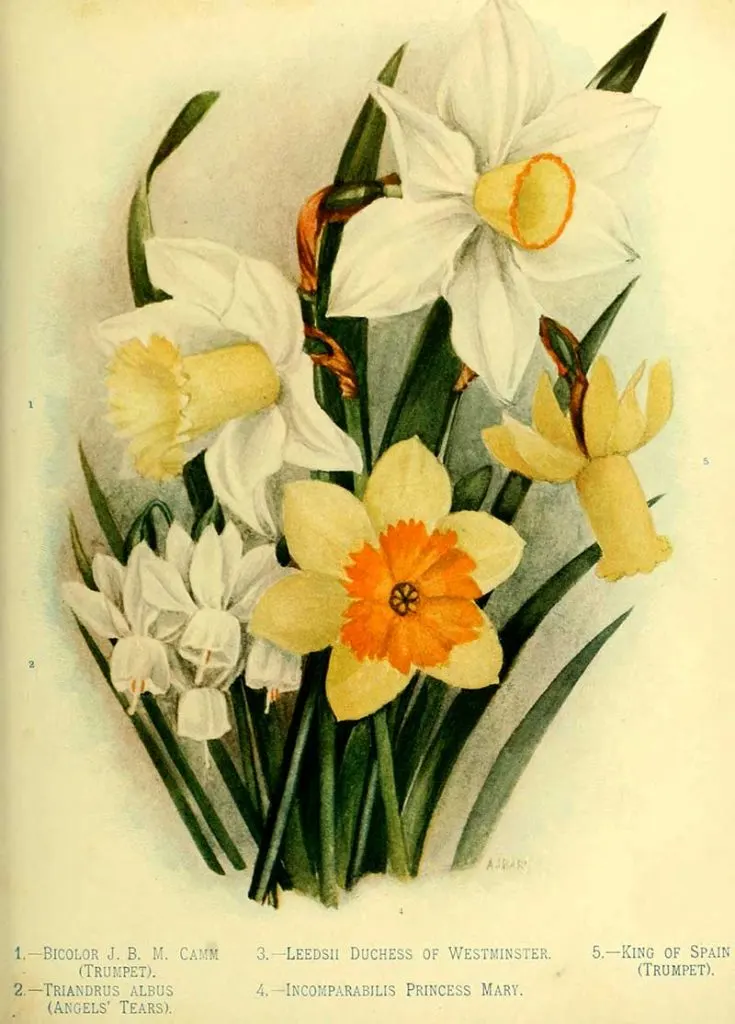 5 varieties of daffodils